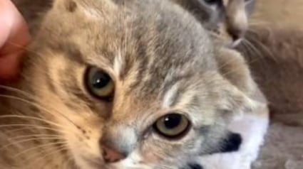 Illustration : Apr&egrave;s un d&eacute;marrage de vie difficile dans un ranch abandonn&eacute;, des chatons d&eacute;couvrent une maison pens&eacute;e pour leur confort (vid&eacute;o)