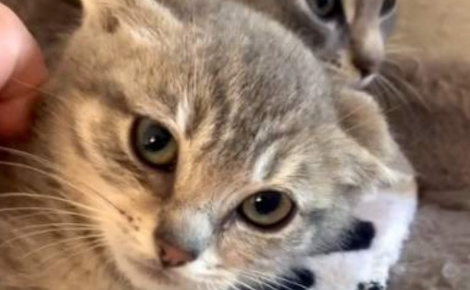 Après un démarrage de vie difficile dans un ranch abandonné, des chatons découvrent une maison pensée pour leur confort (vidéo)