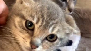 Illustration : Après un démarrage de vie difficile dans un ranch abandonné, des chatons découvrent une maison pensée pour leur confort (vidéo)