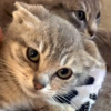 Illustration : Apr&egrave;s un d&eacute;marrage de vie difficile dans un ranch abandonn&eacute;, des chatons d&eacute;couvrent une maison pens&eacute;e pour leur confort (vid&eacute;o)