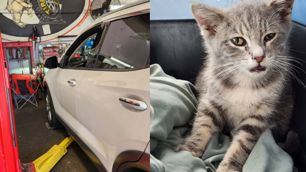 Illustration : "Un chaton secouru par un pneumaticien et confié à une association après avoir parcouru 1300 km sous la voiture d'une étudiante"