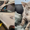 Illustration : Un chaton secouru par un pneumaticien et confi&eacute; &agrave; une association apr&egrave;s avoir parcouru 1300 km sous la voiture d'une &eacute;tudiante