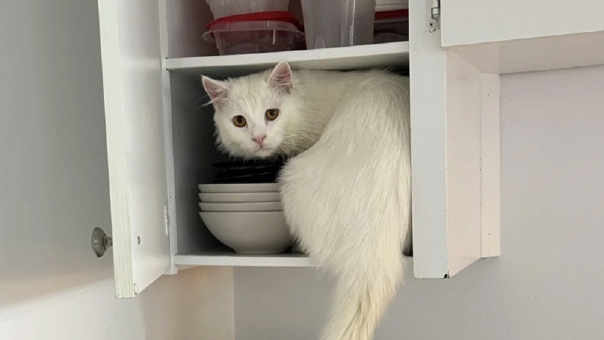 Illustration : "16 photos de chats qui ont suivi leur curiosité sans réfléchir"