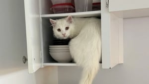 Illustration : "16 photos de chats qui ont suivi leur curiosité sans réfléchir"