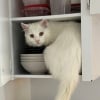 Illustration : 16 photos de chats qui ont suivi leur curiosit&eacute; sans r&eacute;fl&eacute;chir