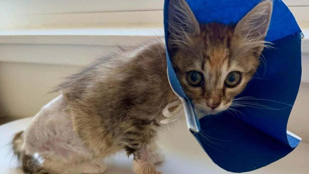 Illustration : "Amputé d'une patte, ce chaton d'un kilo survit à une attaque de chien et attend la famille qui changera sa vie"