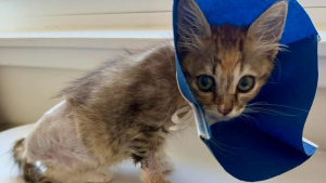 Illustration : Amputé d'une patte, ce chaton d'un kilo survit à une attaque de chien et attend la famille qui changera sa vie