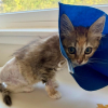 Illustration : Amput&eacute; d'une patte, ce chaton d'un kilo survit &agrave; une attaque de chien et attend la famille qui changera sa vie