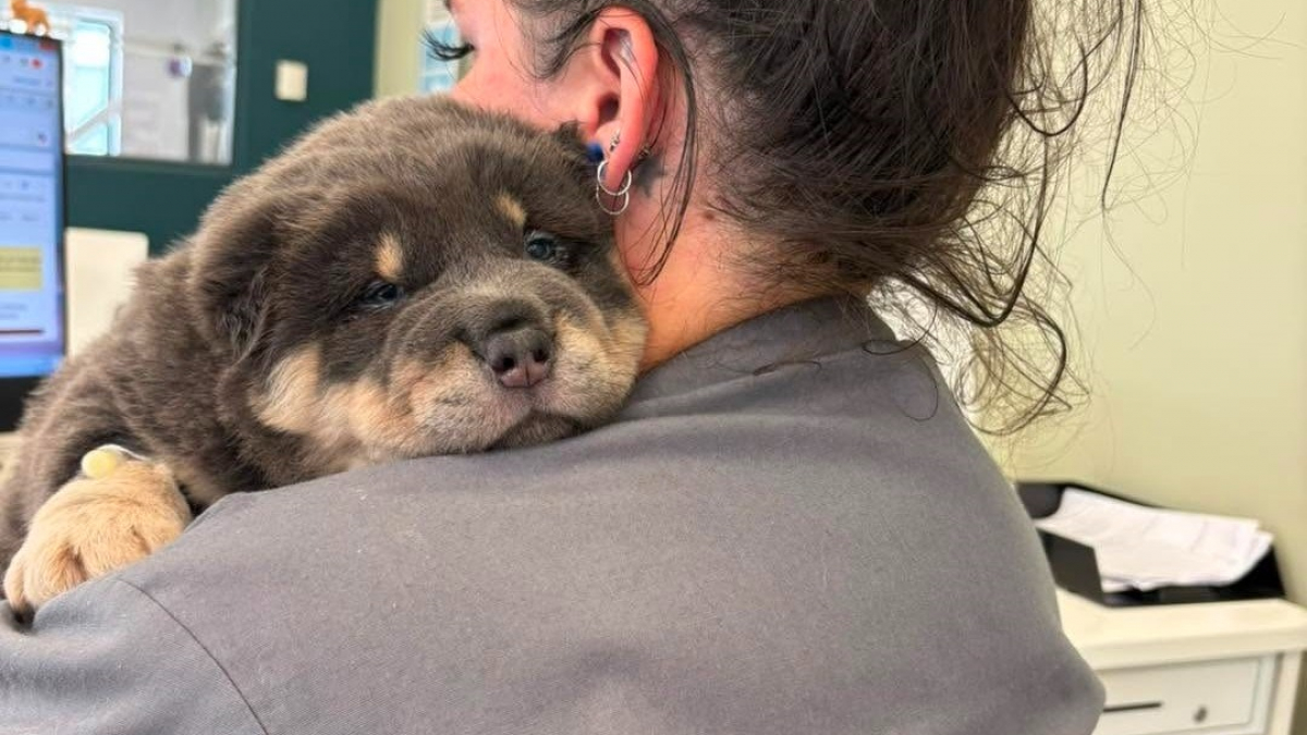 Illustration : "Un chiot Shar-Pei de 7 semaines opéré en urgence après s'être retrouvé avec un hameçon de pêche coincé dans la joue"