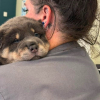 Illustration : Un chiot Shar-Pei de 7 semaines op&eacute;r&eacute; en urgence apr&egrave;s s'&ecirc;tre retrouv&eacute; avec un hame&ccedil;on de p&ecirc;che coinc&eacute; dans la joue