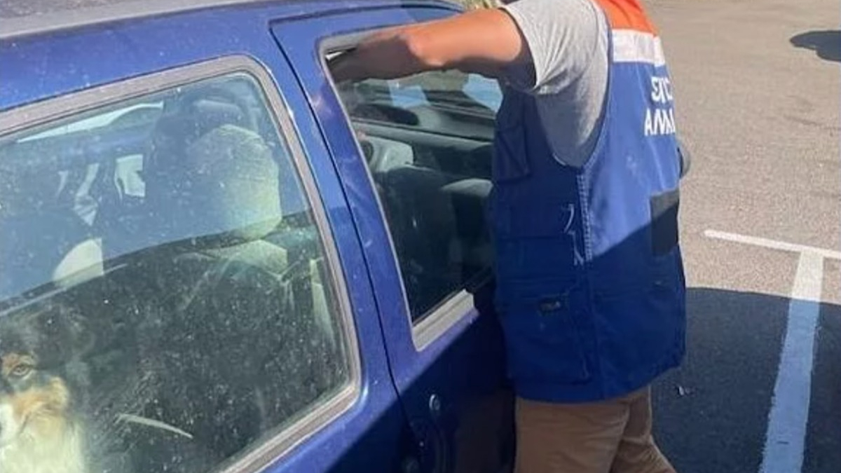 Illustration : "Un Berger Australien retrouvé déshydraté dans une voiture en plein soleil à Saint-Martin-Boulogne (62), une plainte déposée"
