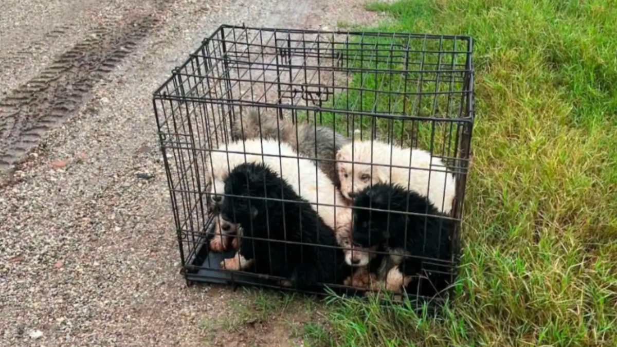 Illustration : "En route pour travailler, un automobiliste s’arrête pour sauver 8 chiots trempés et enfermés dans une cage"