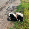 Illustration : En route pour travailler, un automobiliste s&rsquo;arr&ecirc;te pour sauver 8 chiots tremp&eacute;s et enferm&eacute;s dans une cage