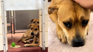 Illustration : Seule et inconsolable après le départ de sa soeur, cette chienne renoue avec le bonheur en étant adoptée à son tour (vidéo)