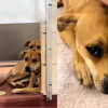 Illustration : Seule et inconsolable apr&egrave;s le d&eacute;part de sa soeur, cette chienne renoue avec le bonheur en &eacute;tant adopt&eacute;e &agrave; son tour (vid&eacute;o)