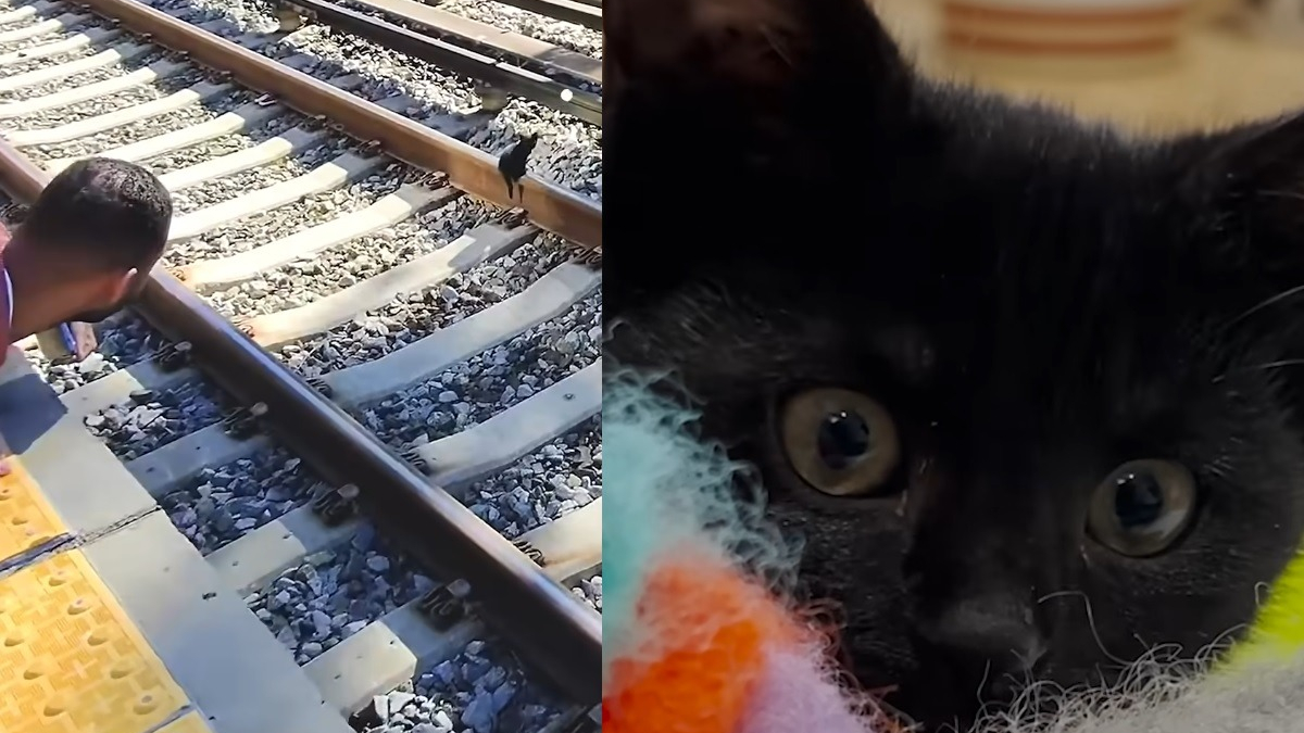 Illustration : "A quelques minutes de l'arrivée d'un train, ils sauvent un chaton coincé sur les rails en miaulant et en jetant de la nourriture "
