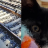 Illustration : A quelques minutes de l'arriv&eacute;e d'un train, ils sauvent un chaton coinc&eacute; sur les rails en miaulant et en jetant de la nourriture 