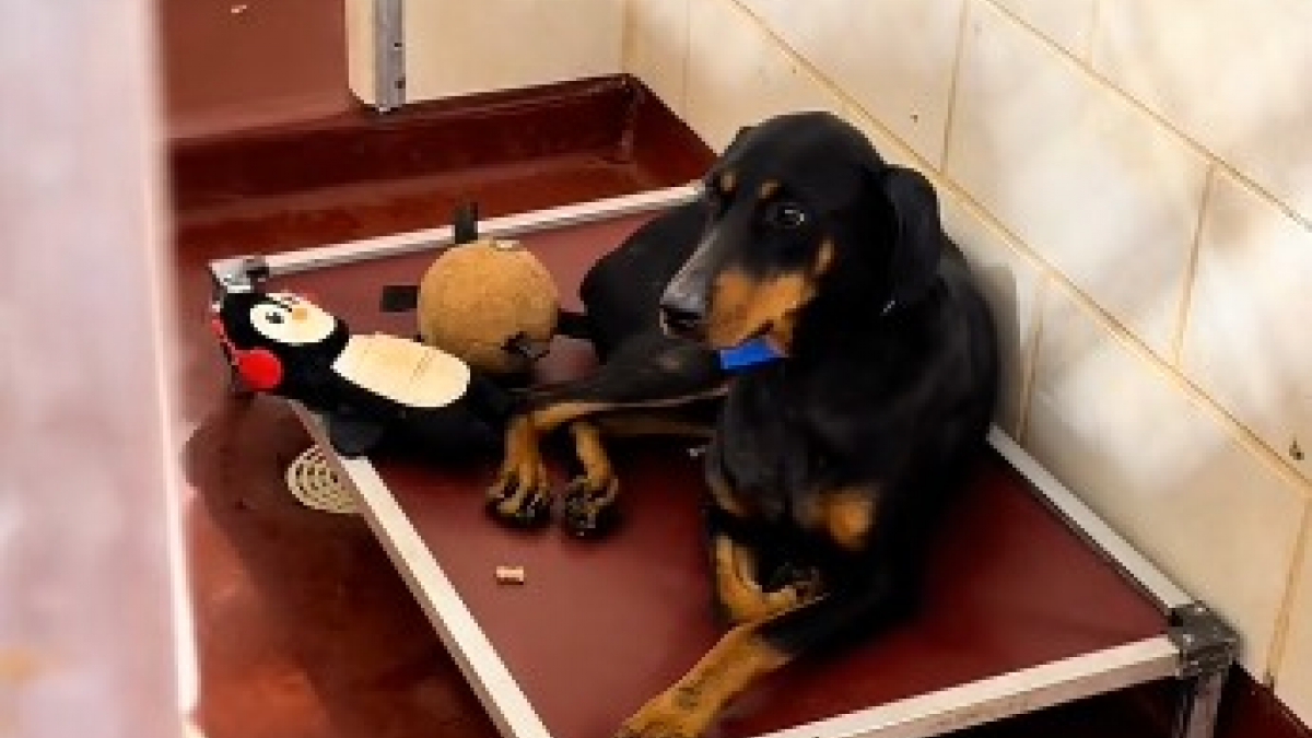 Illustration : "Après 2 abandons, ce chien est adopté pour de bon par un homme ayant parcouru 1300 km pour le rencontrer (vidéo) "