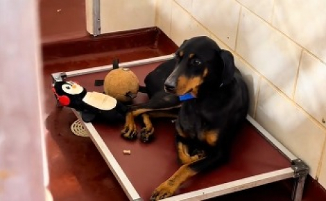 Après 2 abandons, ce chien est adopté pour de bon par un homme ayant parcouru 1300 km pour le rencontrer (vidéo) 