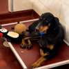 Illustration : Apr&egrave;s 2 abandons, ce chien est adopt&eacute; pour de bon par un homme ayant parcouru 1300 km pour le rencontrer (vid&eacute;o) 