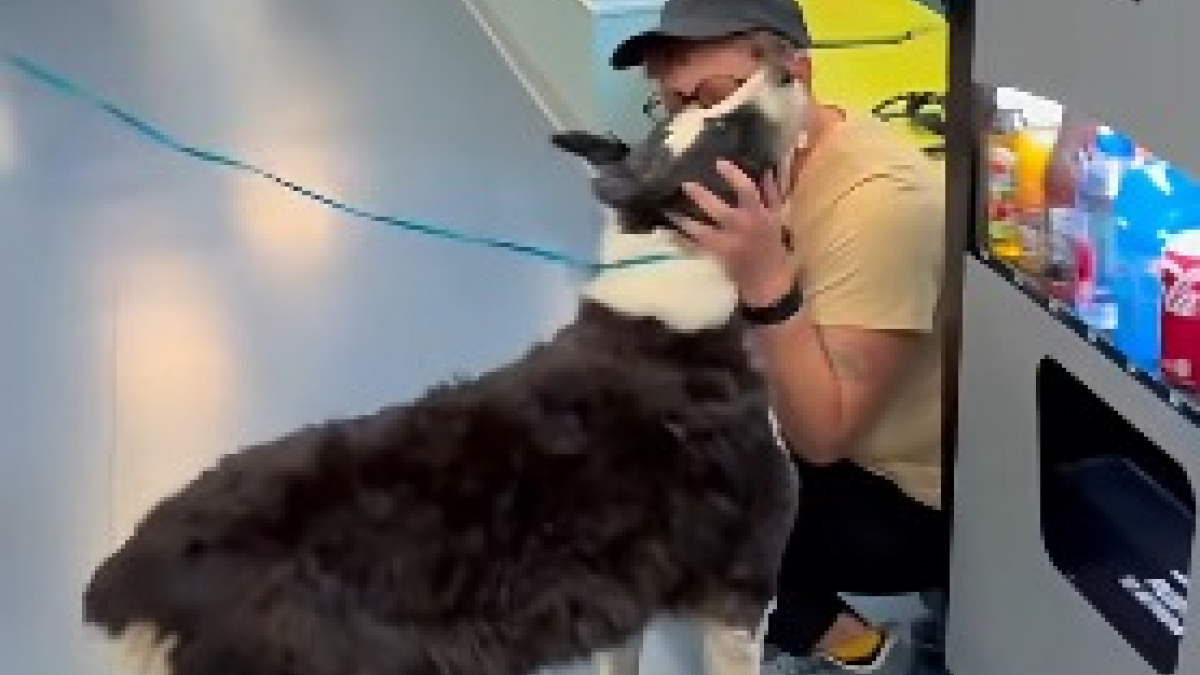 Illustration : "Elle prend l'avion pour revoir son Border Collie à plus de 1600 km de chez elle après 2 semaines de recherches (vidéo)"