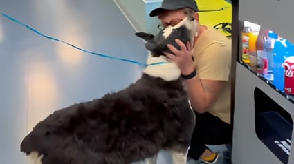Illustration : Elle prend l'avion pour revoir son Border Collie &agrave; plus de 1600 km de chez elle apr&egrave;s 2 semaines de recherches (vid&eacute;o)