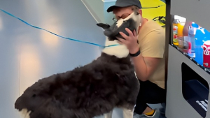 Illustration : Elle prend l'avion pour revoir son Border Collie à plus de 1600 km de chez elle après 2 semaines de recherches (vidéo)