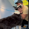 Illustration : Elle prend l'avion pour revoir son Border Collie &agrave; plus de 1600 km de chez elle apr&egrave;s 2 semaines de recherches (vid&eacute;o)