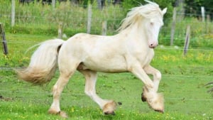 Illustration : « Un appel totalement inattendu », volé à cause de sa robe rare, un cheval est retrouvé 8 ans plus tard 