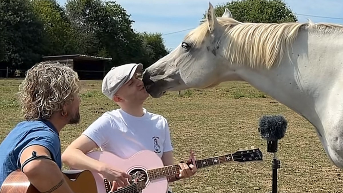 Illustration : "« Regardez ce sourire ! », un cheval curieux s'approche de 2 musiciens et se détend en écoutant leur chanson (vidéo)"