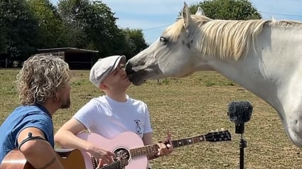 Illustration : &laquo; Regardez ce sourire ! &raquo;, un cheval curieux s'approche de 2 musiciens et se d&eacute;tend en &eacute;coutant leur chanson (vid&eacute;o)