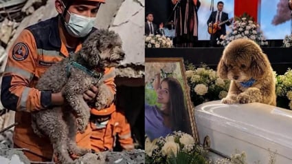 Illustration : &laquo; Ma s&oelig;ur a donn&eacute; sa vie pour lui &raquo;, une femme se sacrifie pour sauver son vieux chien aveugle lors d'un s&eacute;isme