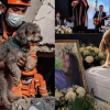 Illustration : &laquo; Ma s&oelig;ur a donn&eacute; sa vie pour lui &raquo;, une femme se sacrifie pour sauver son vieux chien aveugle lors d'un s&eacute;isme