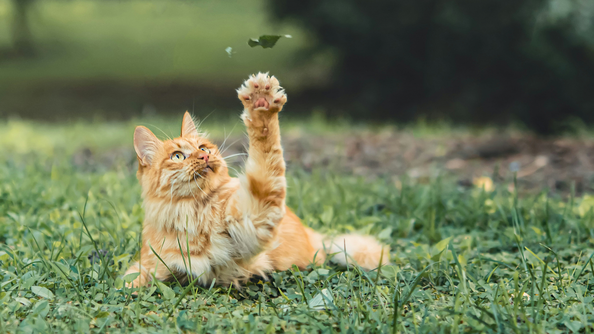 Illustration : "La science prouve que les chattes sont droitières et les chats mâles sont gauchers"