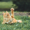 Illustration : La science prouve que les chattes sont droiti&egrave;res et les chats m&acirc;les sont gauchers
