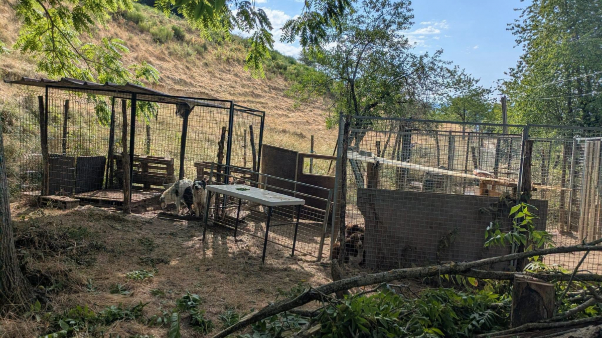 Illustration : "« Ils étaient infestés de centaines de puces », 68 chiens abandonnés sont secourus dans une exploitation agricole en Isère"