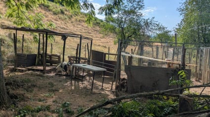 Illustration : &laquo; Ils &eacute;taient infest&eacute;s de centaines de puces &raquo;, 68 chiens abandonn&eacute;s sont secourus dans une exploitation agricole en Is&egrave;re