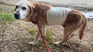 Illustration : Sortie de fourrière et soignée pour une tumeur, cette chienne Labrador de 14 ans attend une famille qui s'aura l'aimer