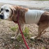 Illustration : Sortie de fourri&egrave;re et soign&eacute;e pour une tumeur, cette chienne Labrador de 14 ans attend une famille qui s'aura l'aimer