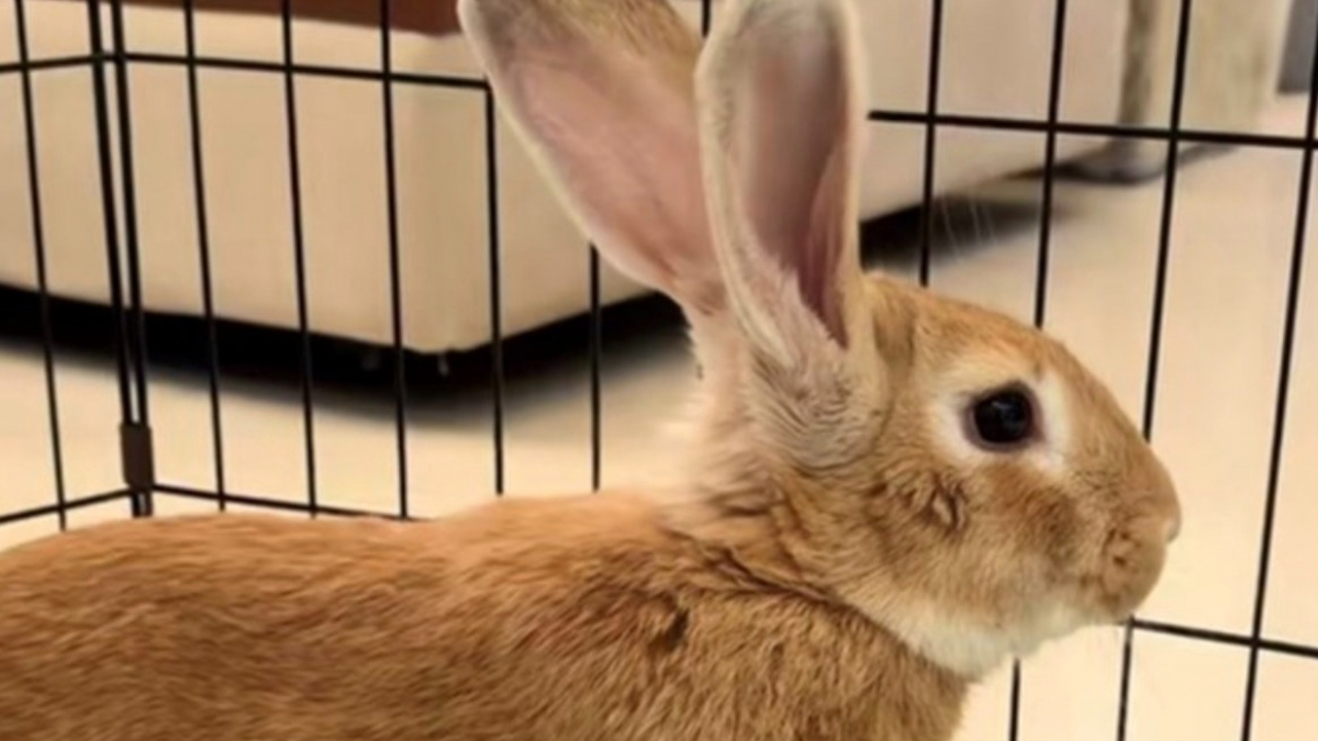 Illustration : "Après avoir été abandonné au bord d’une route, ce lapin terrifié est désormais en sécurité en attendant sa famille (vidéo)"