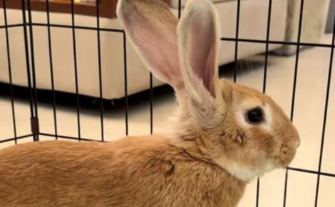 Après avoir été abandonné au bord d’une route, ce lapin terrifié est désormais en sécurité en attendant sa famille (vidéo)