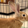 Illustration : Apr&egrave;s avoir &eacute;t&eacute; abandonn&eacute; au bord d&rsquo;une route, ce lapin terrifi&eacute; est d&eacute;sormais en s&eacute;curit&eacute; en attendant sa famille (vid&eacute;o)