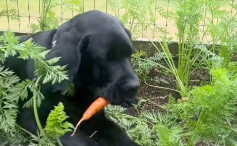 Ce chiot Labrador découvre le potager de sa maîtresse et décide de le transformer en buffet à volonté (vidéo)