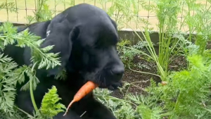 Illustration : Ce chiot Labrador découvre le potager de sa maîtresse et décide de le transformer en buffet à volonté (vidéo)