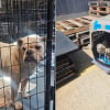 Illustration : Secourus dans un refuge insalubre, 47 animaux peuvent enfin recevoir les soins dont ils avaient besoin