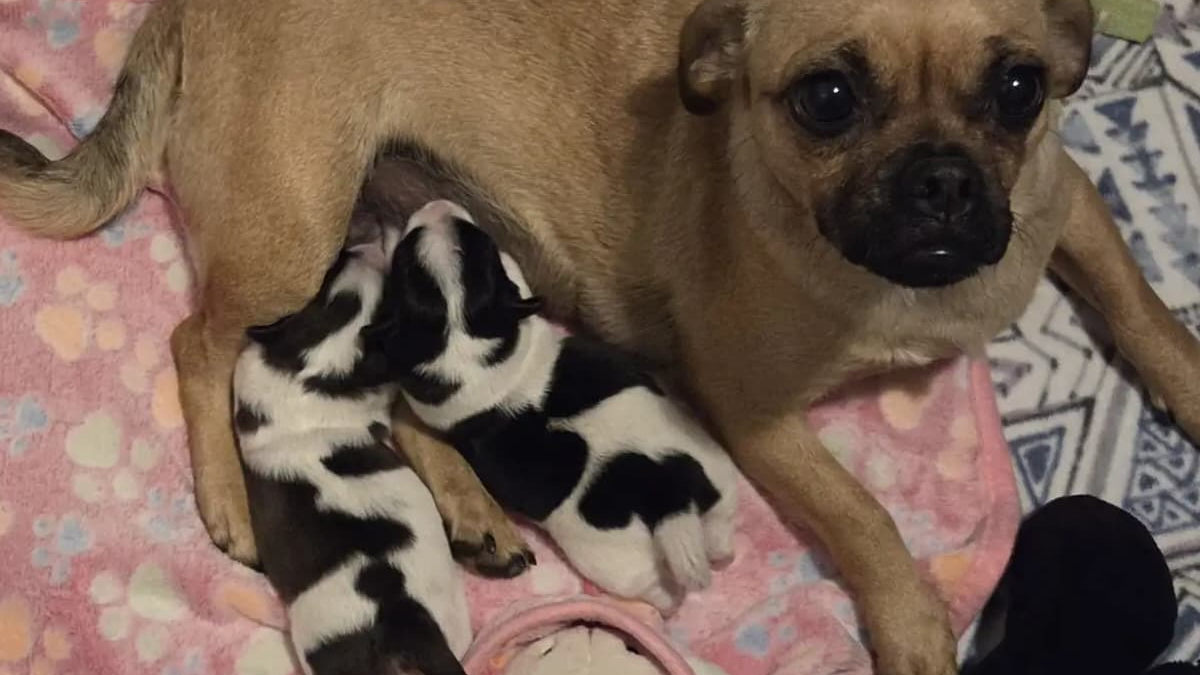 Illustration : "« Elle a 2 petites vaches », une chienne croisée Carlin est sauvée de l'abandon avec ses chiots au pelage surprenant"