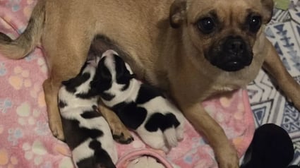 Illustration : &laquo; Elle a 2 petites vaches &raquo;, une chienne crois&eacute;e Carlin est sauv&eacute;e de l'abandon avec ses chiots au pelage surprenant