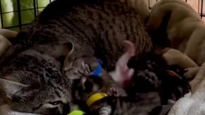 Illustration : Partie d&eacute;poser ses ordures &agrave; la d&eacute;charge, une b&eacute;n&eacute;vole y sauve de l'errance une chatte et ses chatons nouveau-n&eacute;s