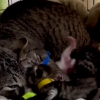 Illustration : Partie d&eacute;poser ses ordures &agrave; la d&eacute;charge, une b&eacute;n&eacute;vole y sauve de l'errance une chatte et ses chatons nouveau-n&eacute;s