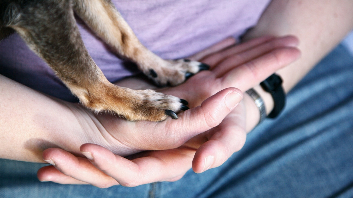 Illustration : "Pourquoi votre chien se débat-il autant quand vous voulez lui couper les griffes ?"